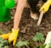 Beneficios de la Jardinería Profesional