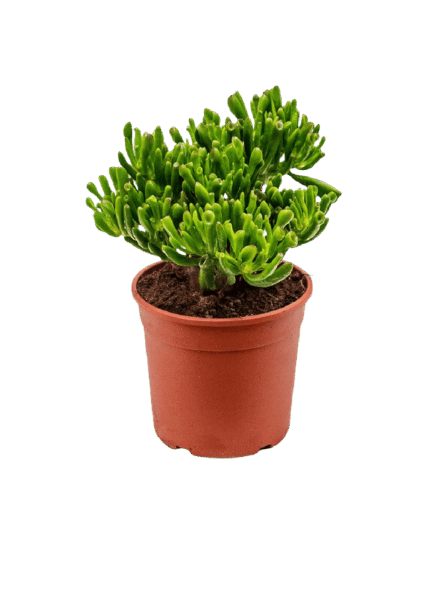 Arbol de jade