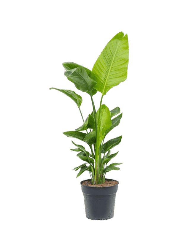 Arbol de viajero