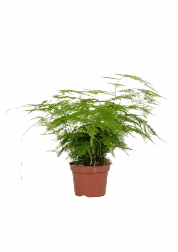 Asparagus setaceus (Helecho Plumoso)
