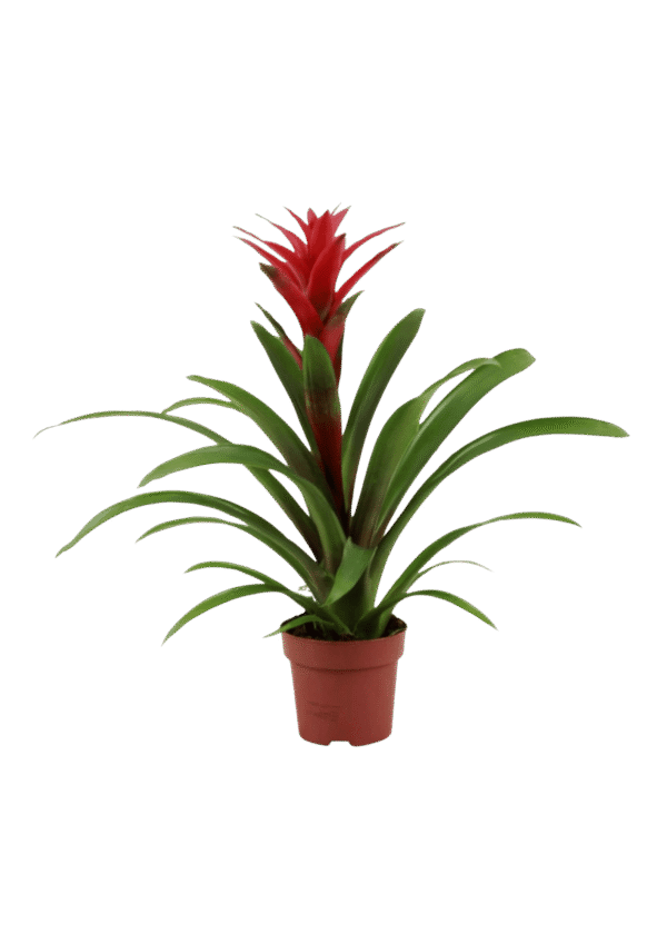 Bromelia