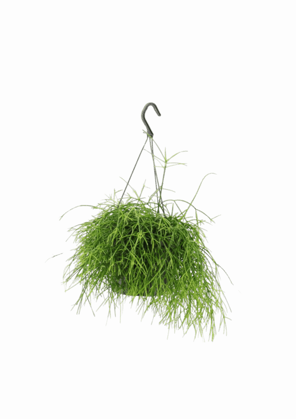 Cactus Lapiz