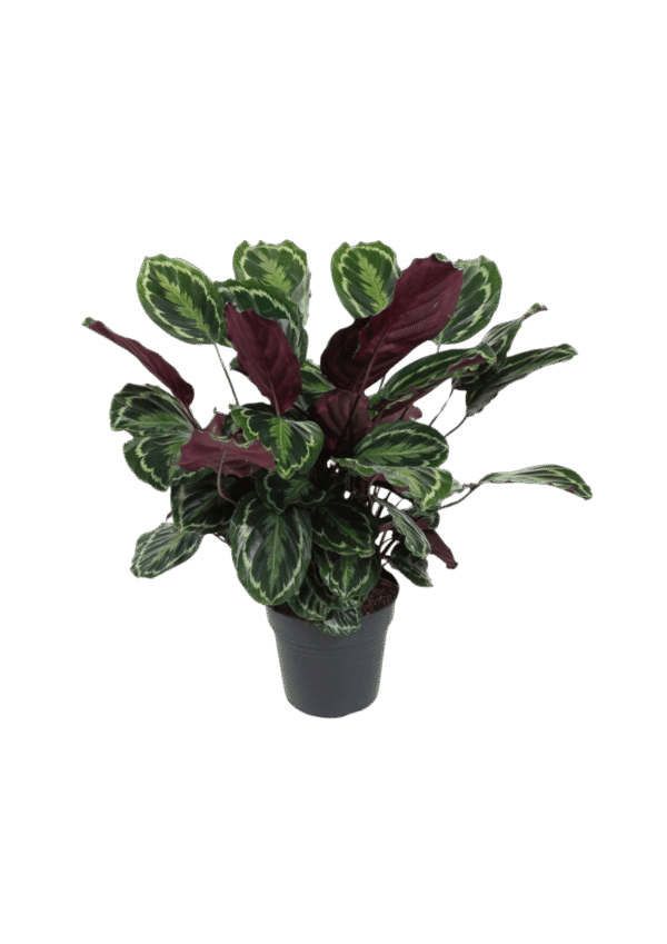 Calathea