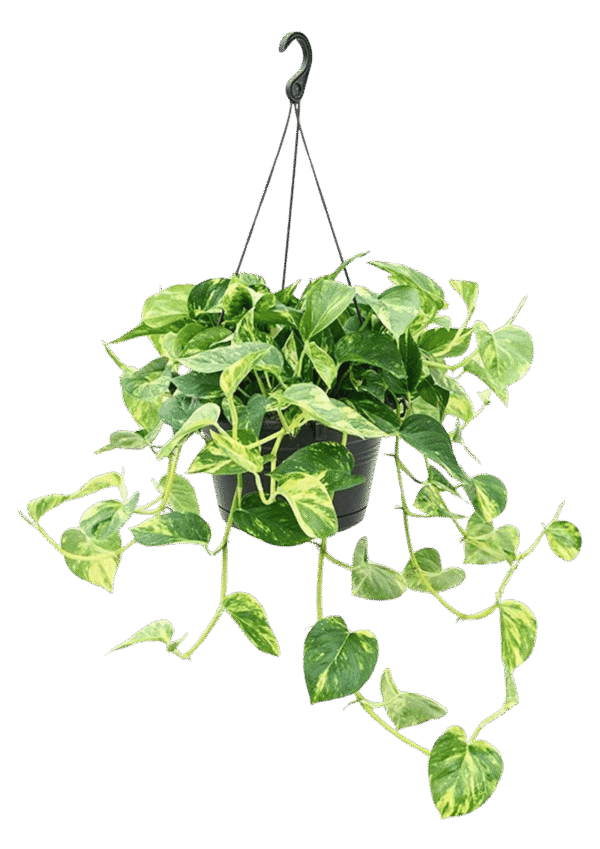 Canasta de Pothus