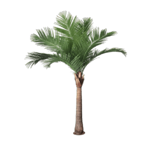 Cocotero