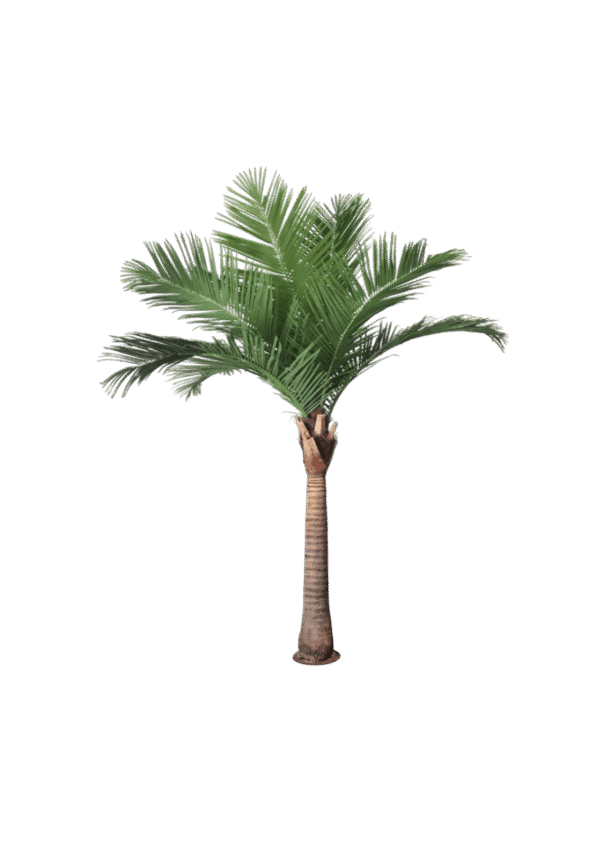 Cocotero