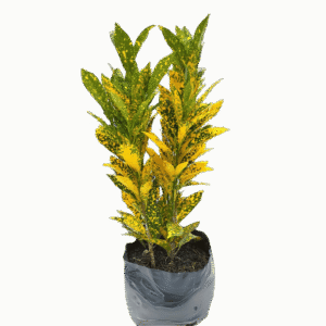 Croto Amarillo