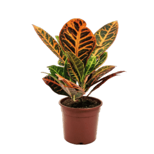 Croton (codiaeum variegatum)
