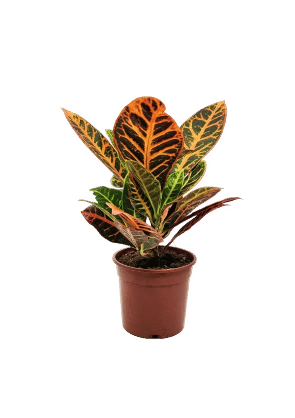 Croton (codiaeum variegatum)