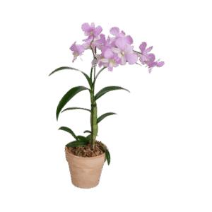 Dendronium