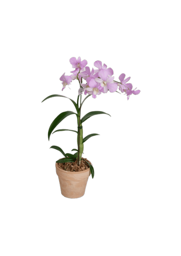 Dendronium