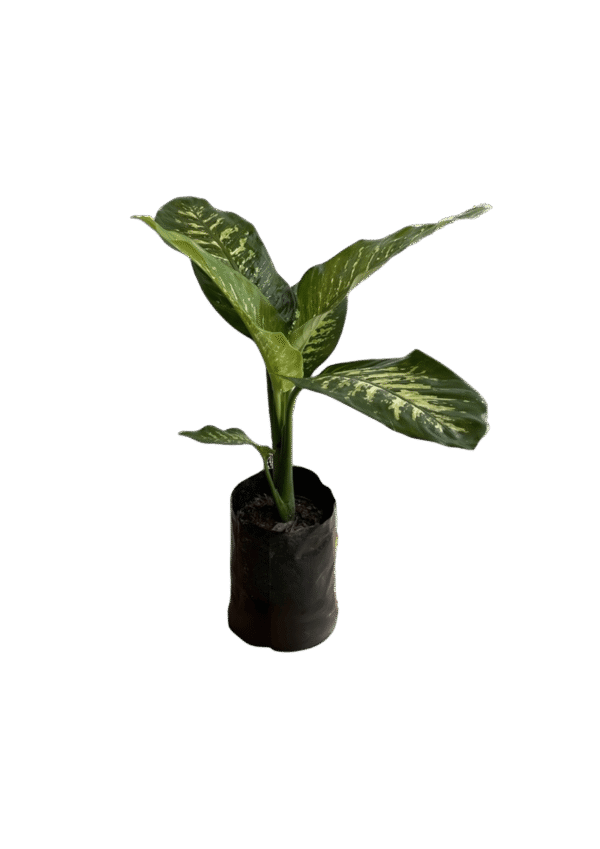 Dieffenbachia