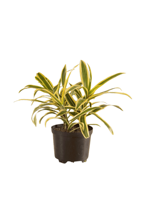 Dracaena Reflexa (Cancion de la India)