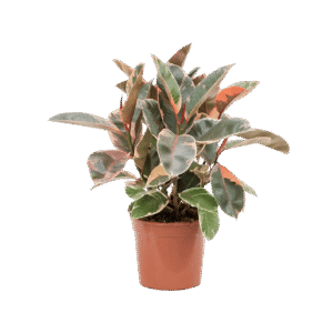 Ficus Elastico
