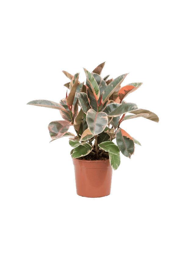 Ficus Elastico