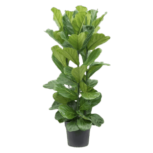 Ficus Lirata