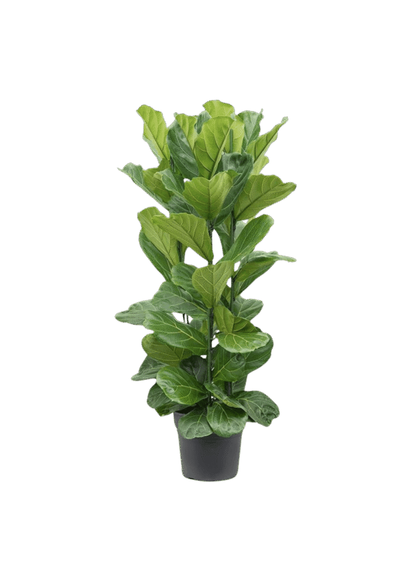 Ficus Lirata