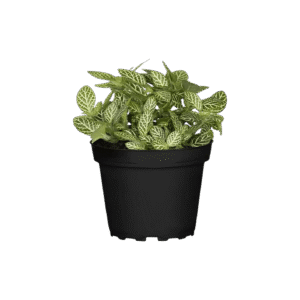 Fittonia