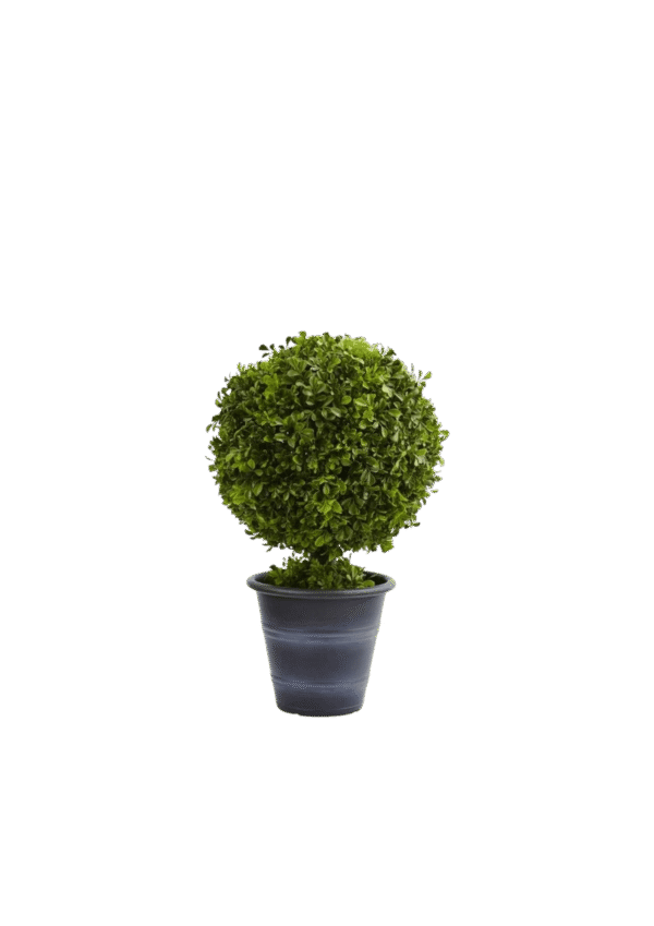 Fukien tea