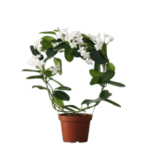 Jazmin de madagascar (Stephanotis)