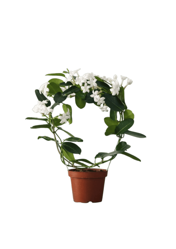 Jazmin de madagascar (Stephanotis)