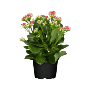 Kalanchoe