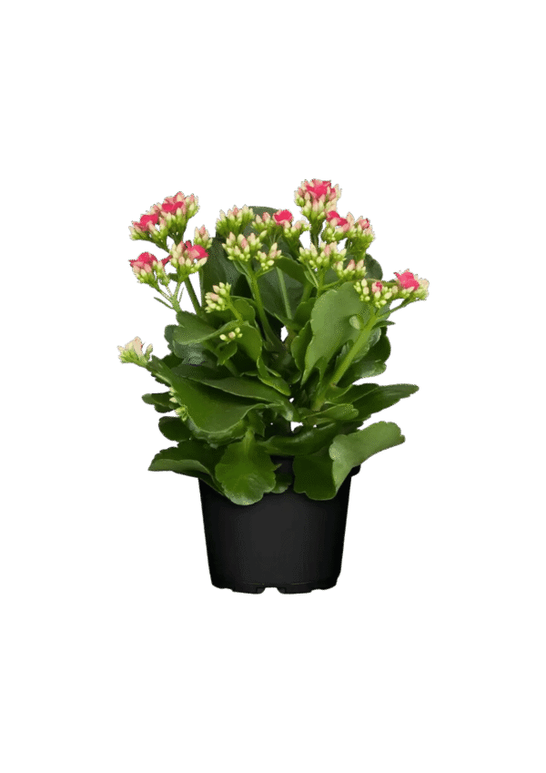 Kalanchoe