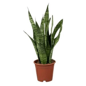 Lengua de suegra