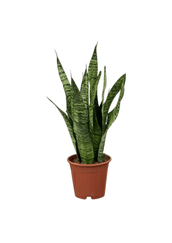 Lengua de suegra (Sansevieria)