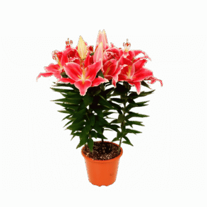 Lilium