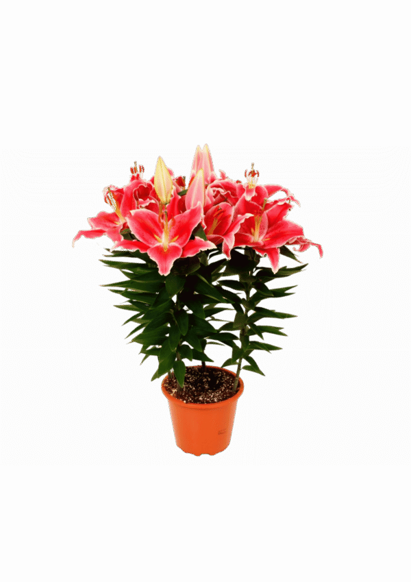Lilium