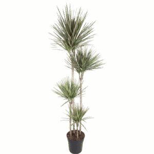 Marginata