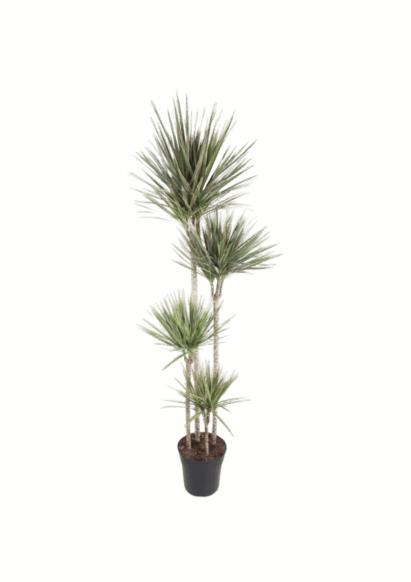 Marginata