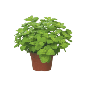 Menta piperita