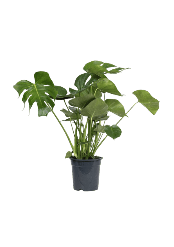 Monstera