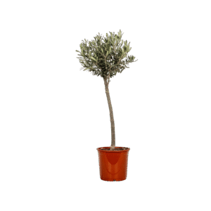Olivo