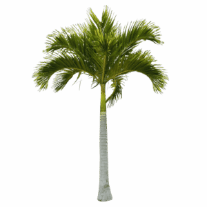 Palma Manila