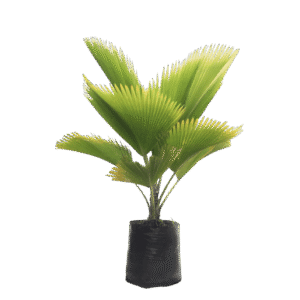 Palma Prichardia