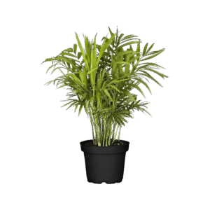 Palmita
