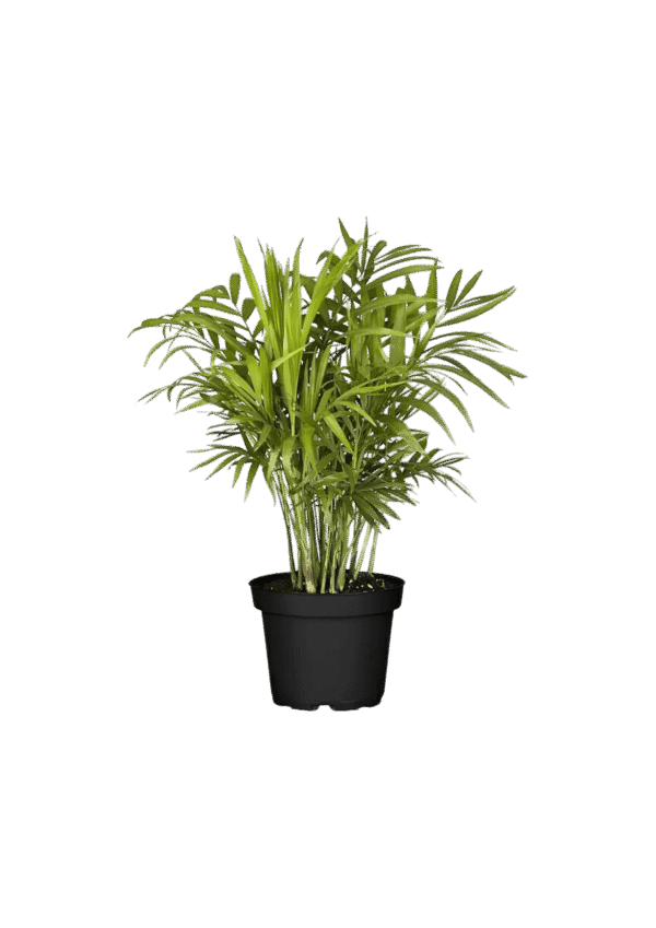Palmita