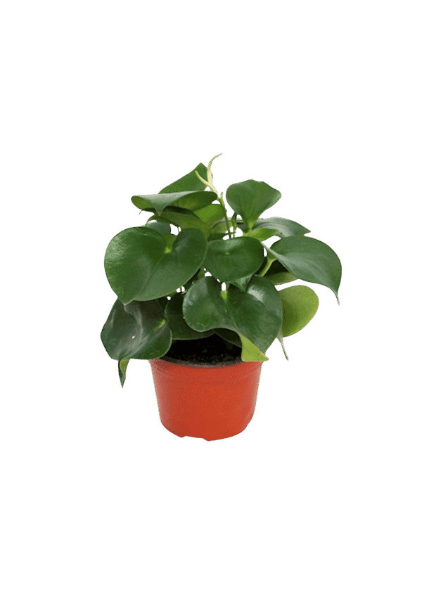 Peperomia