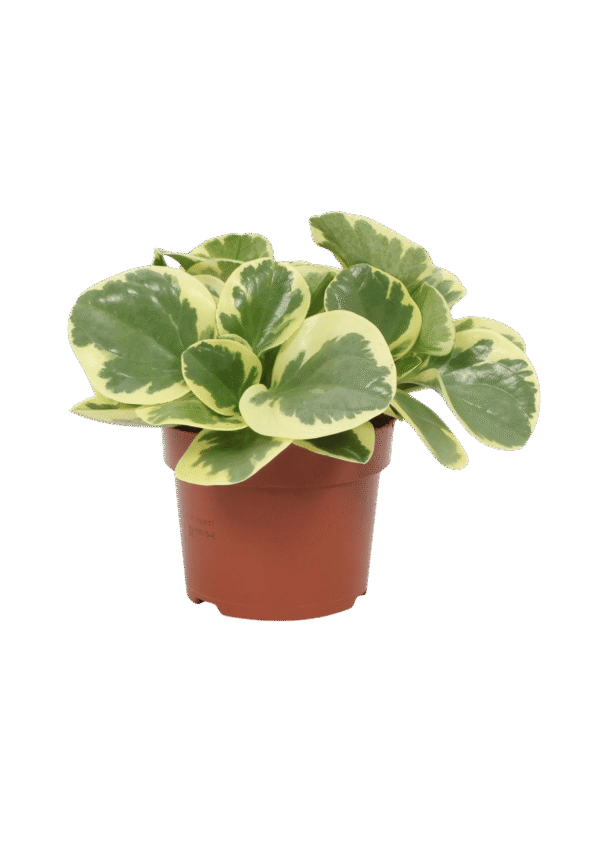 Peperomia Variegada