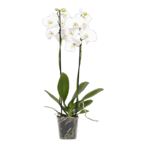 Phalaenopsis Blanca