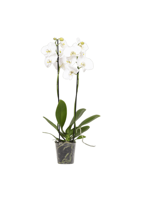 Phalaenopsis Blanca