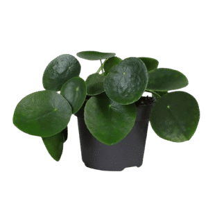 Pilea peperomioides
