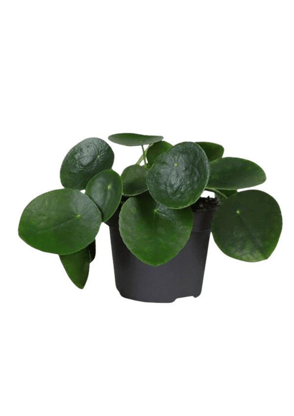 Pilea peperomioides