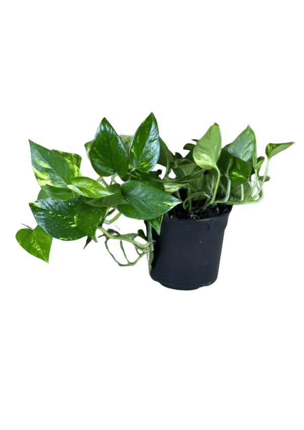 Pothus