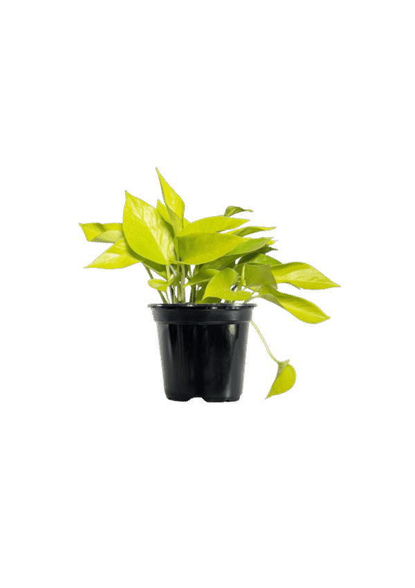 Pothus Neon