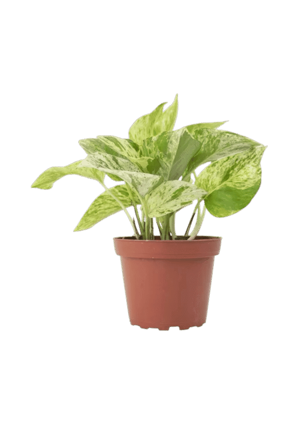 Pothus variegado