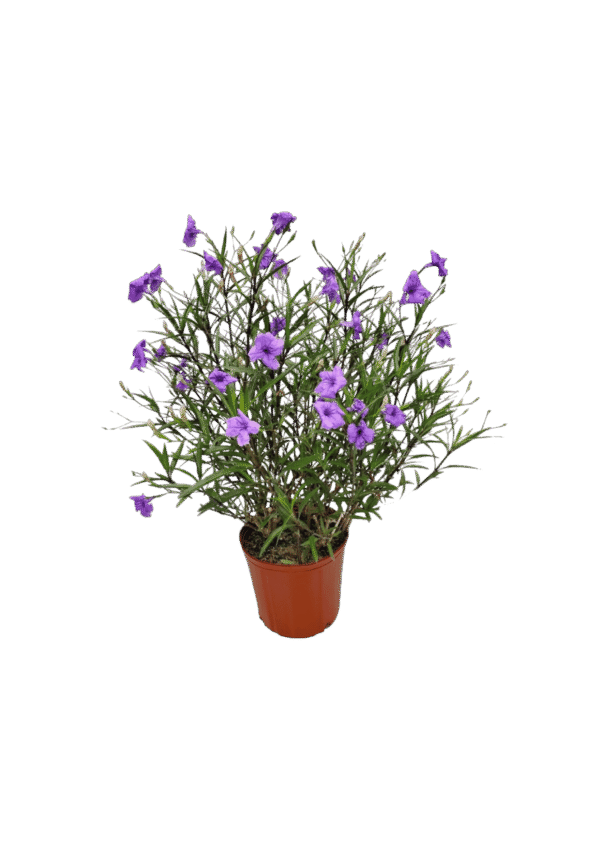 Ruellia (Periquito)